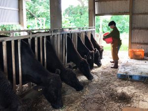 畜産農家で牛への餌やりそしている要さん